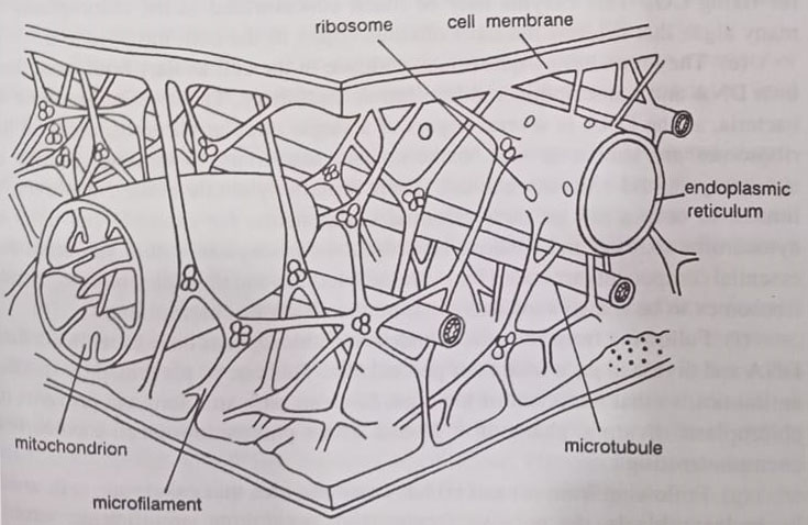 The complex cytoskeleton of an eukaryotic cell
